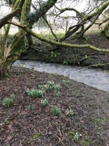 snowdrops by stream