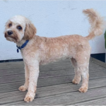 A dog after a hair cut