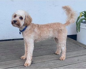 A dog after a hair cut