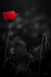 Single red poppy