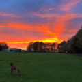 dog in a field at sunset