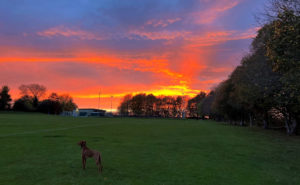 dog in a field at sunset
