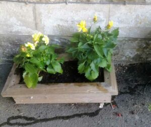 Flowers in small wooden planter