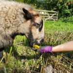Feeding an apple to a sheep