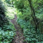 Path through woods